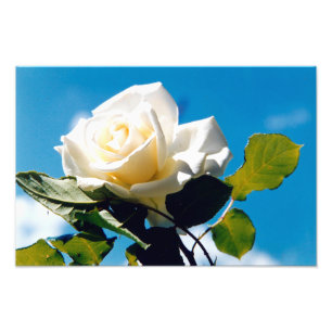 Foto Belleza rosa blanca