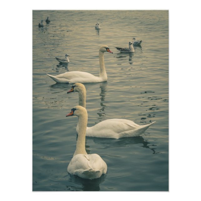 Foto Bellos cisnes en el mar (Frente)