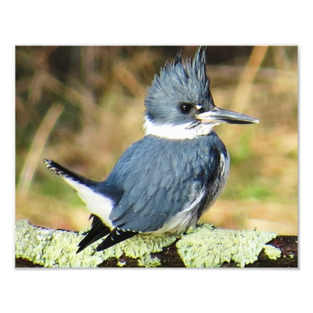 Foto Belted Kingfisher (Frente)