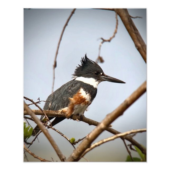 Foto Belted Kingfisher (Frente)