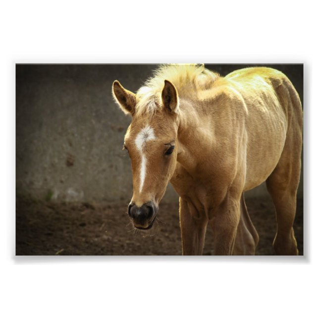 Foto Berber potro (Frente)