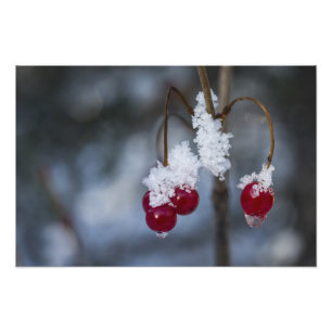 Foto Berries heladas