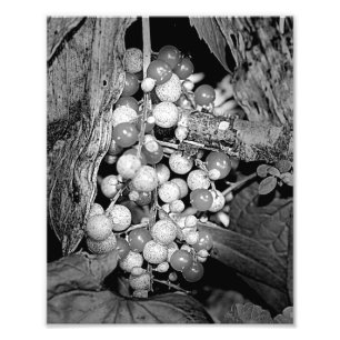 Foto Berries Salvajes De Naturaleza Negra Y Blanca 8x10