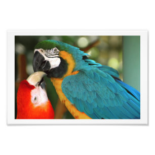 Foto Besada de pares de macaws