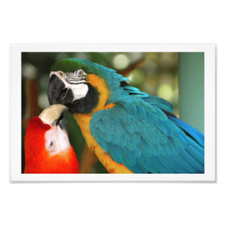 Foto Besada de pares de macaws