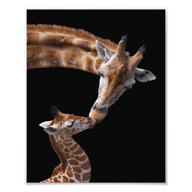 Foto Besos de Jirafa Imprimir (Frente)