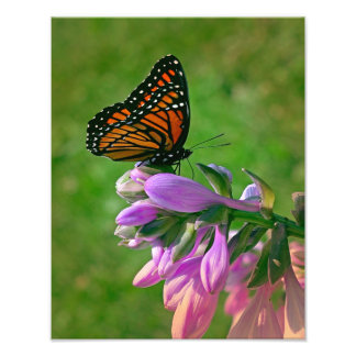 Foto Besos de mariposa