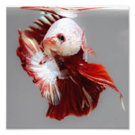 Foto Betta Fish