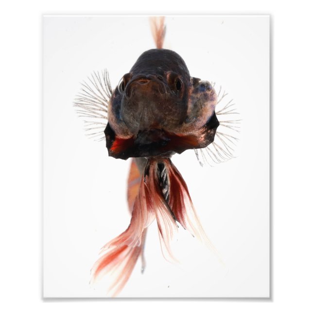 Foto Betta Fish Face (Frente)
