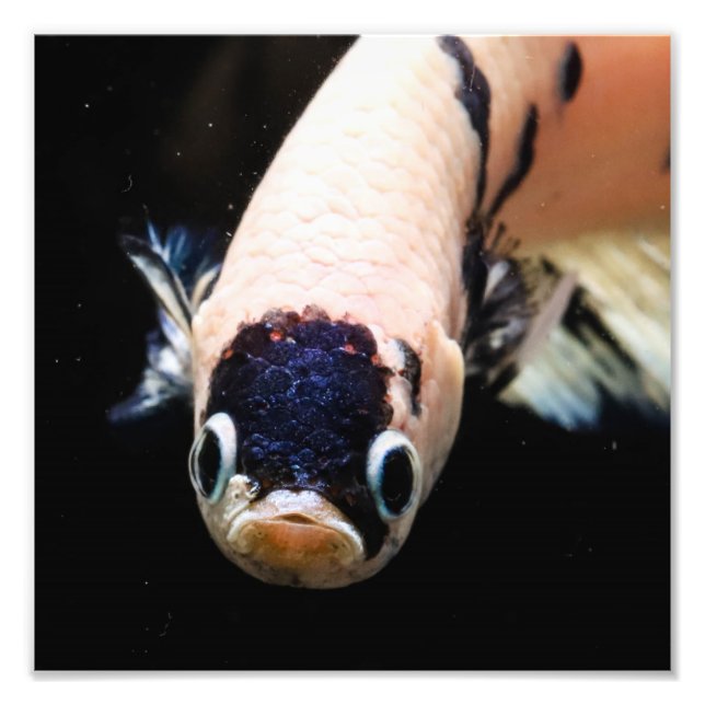 Foto Betta Fish Head (Frente)