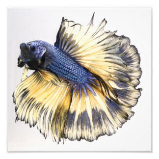 Foto Betta Halfmoon de gas mostaza