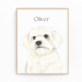 Foto Bichón, boloñés, algodón, habanés, arte maltés