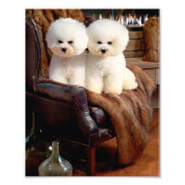 Foto Bichon Frise