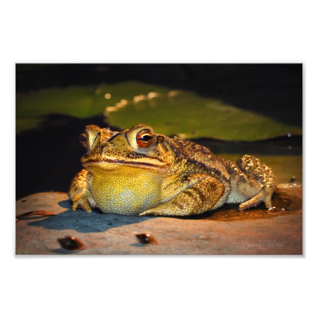 Foto Big Fat Toad (Frente)