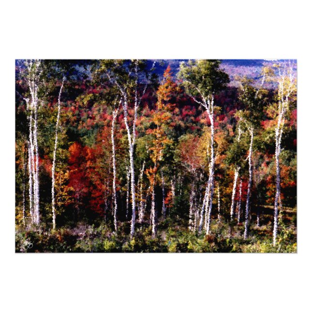 Foto Birches Against Color Open Edition Print (Frente)