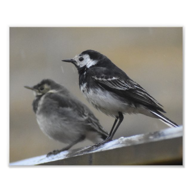 Foto Bird (Frente)