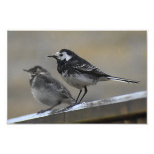 Foto Bird