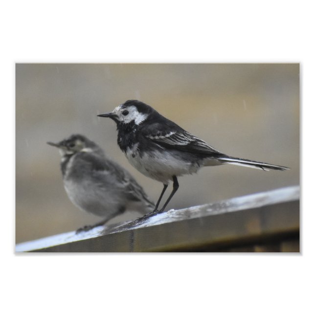 Foto Bird (Frente)