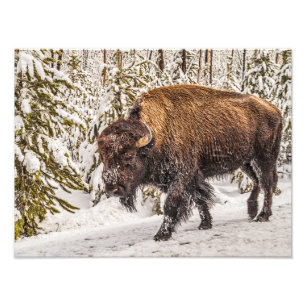 Foto Bison (Bison bison) - Búfalo - Nieve - Yellowston