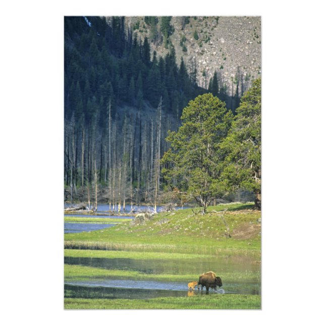 Foto Bison con cría en el Parque Nacional Yellowstone (Frente)