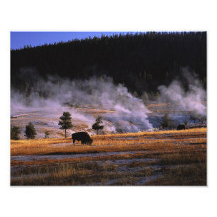 Foto Bison pastando en la cuenca Upper Geyser