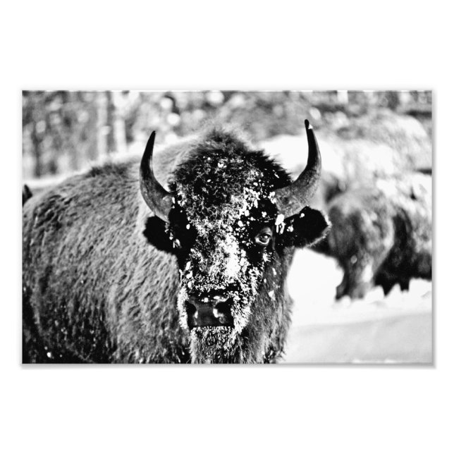 Foto Bison Yellowstone en invierno (Frente)
