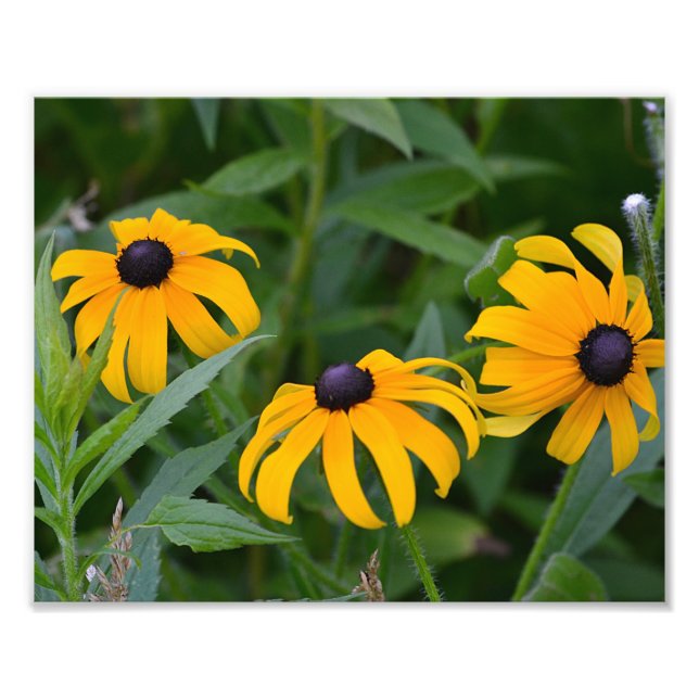 Foto Black-Eyed- Susan Photo Print (Frente)