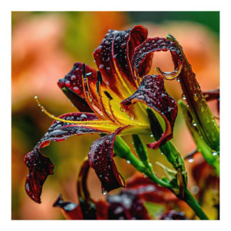 Foto "Black Plush" Daylily