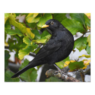 Foto Blackbird