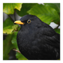 Foto Blackbird