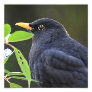 Foto Blackbird