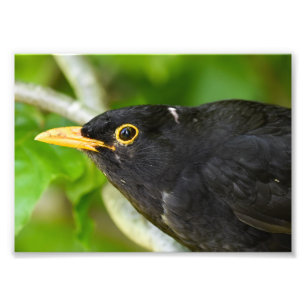 Foto Blackbird
