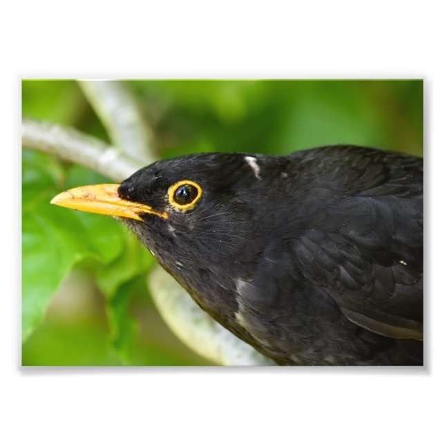 Foto Blackbird (Frente)