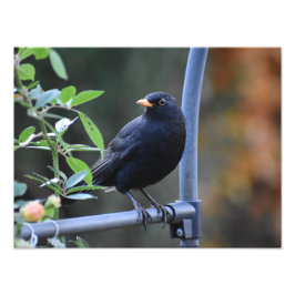 Foto Blackbird