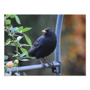 Foto Blackbird
