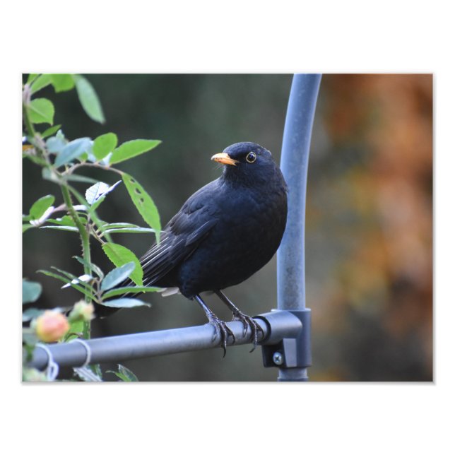 Foto Blackbird (Frente)