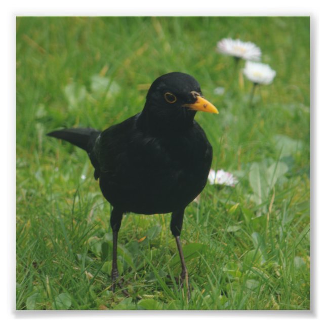Foto Blackbird en el césped inglés (Frente)