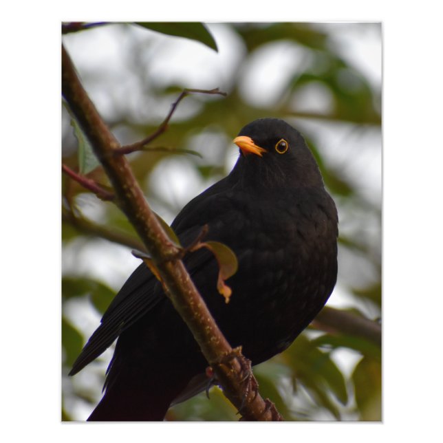 Foto Blackbird masculino (Frente)