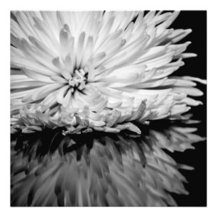 Foto blanco y negro de la flor