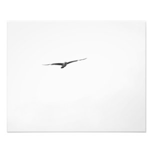 Foto blanco y negro de la gaviota