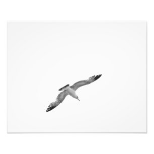 Foto blanco y negro de la gaviota 2 del vuelo