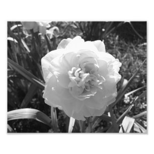 Foto Blissful Black and White Daffodil