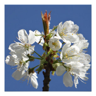 Foto Bloom de Primavera Blanca