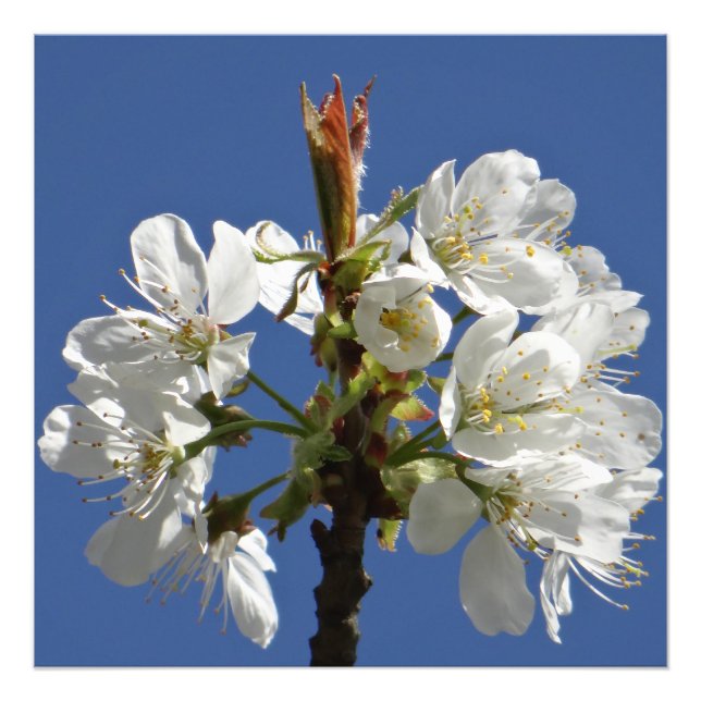 Foto Bloom de Primavera Blanca (Frente)