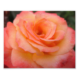 Foto Bloom Rosa Dewdrop 10x8