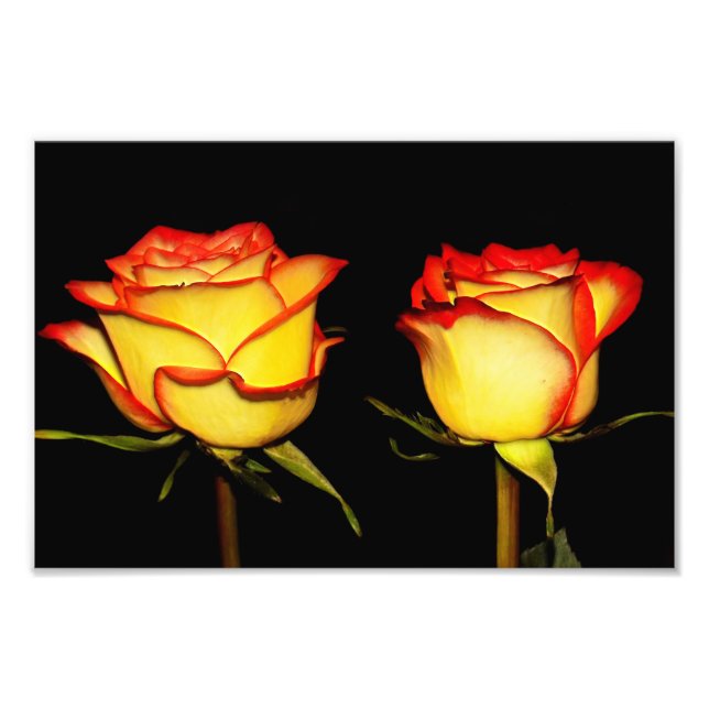 Foto Bloom rosa rojo doble y amarillo (Frente)