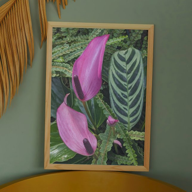 Foto Bloomas de antrurio rosado y follaje de leafy (In Situ Framed)