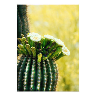 Foto Blooms de un Saguaro