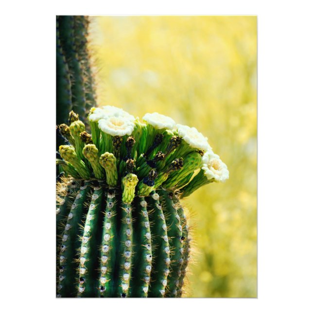 Foto Blooms de un Saguaro (Frente)