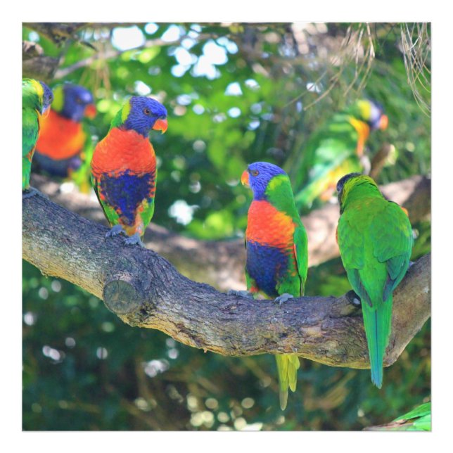 Foto Bloque de lorikeets del arcoiris sobre una rama de (Frente)
